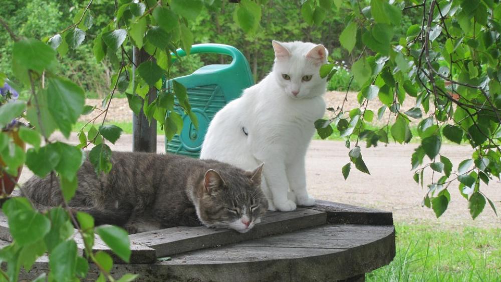 Cat Cats Animals Hairy Gaze Cat Lying Lying Cat Cats Animals Hairy Gaze Cat Lying Lying