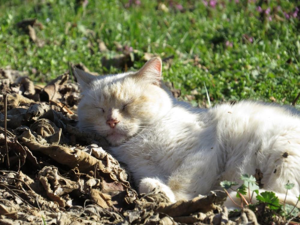 Cat Nature Animal Sleeps Feline Animals Cat Nature Animal Sleeps Feline Animals