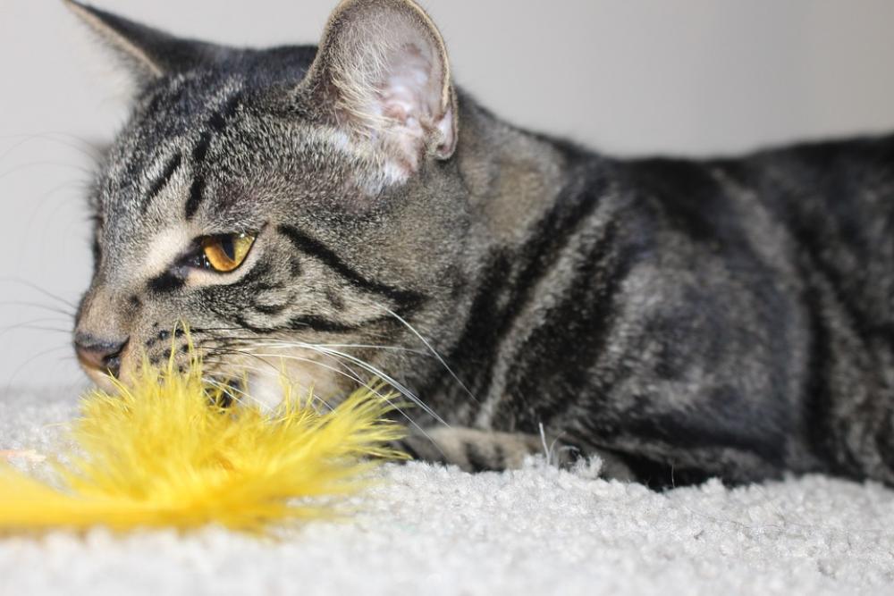 Cat Feather Kitty Play Cat Feather Kitty Play