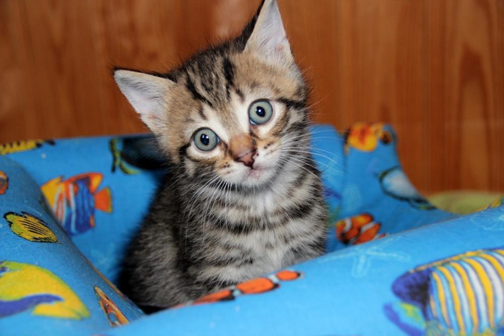 Cat Kitten Pet Animals Cute Cat'S Eye Cat Eyes Cat Kitten Pet Animals Cute Cat'S Eye Cat Eyes