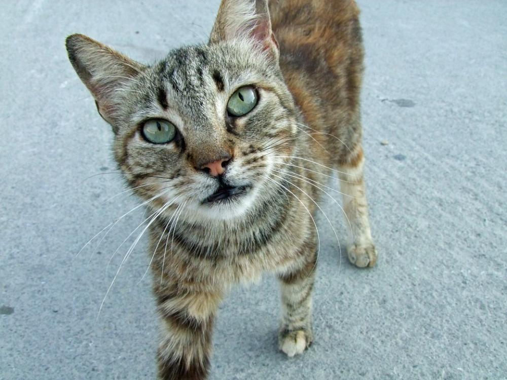 Cat Curious Mackerel Fur Cat Face Animal World Cat Curious Mackerel Fur Cat Face Animal World