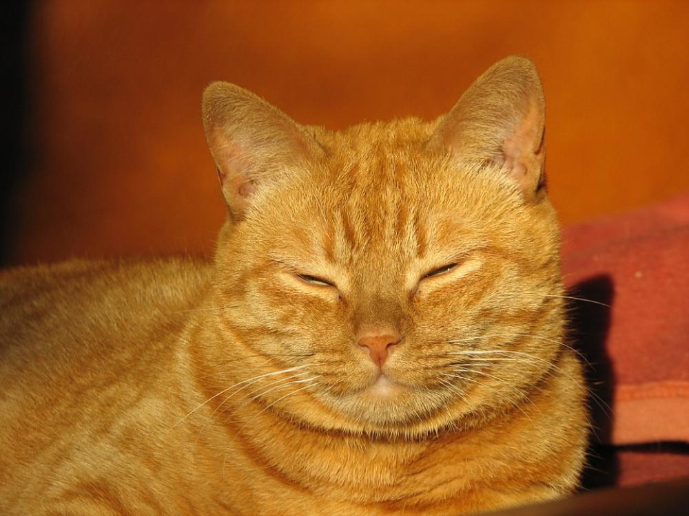 Cat Red Domestic Cat Cat Face Pet Cat Red Domestic Cat Cat Face Pet