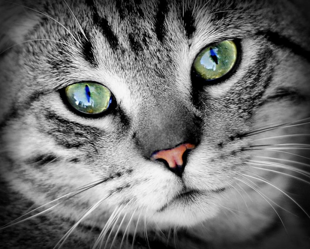 Cat Animal Animal Portrait Pet Domestic Cat Mammal Cat Animal Animal Portrait Pet Domestic Cat Mammal