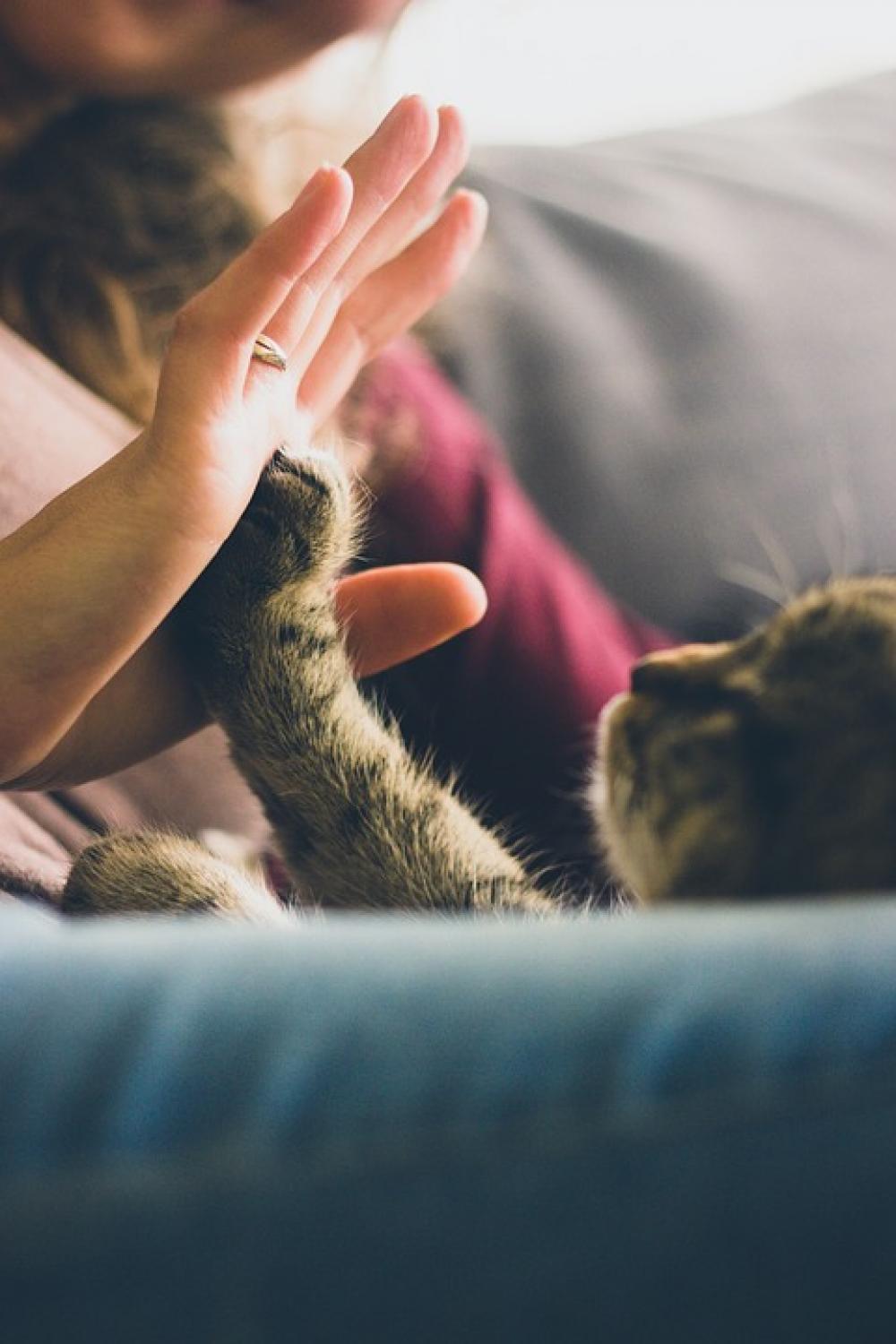 Cat Person Playing Pet Paw Happy Love Together Cat Person Playing Pet Paw Happy Love Together