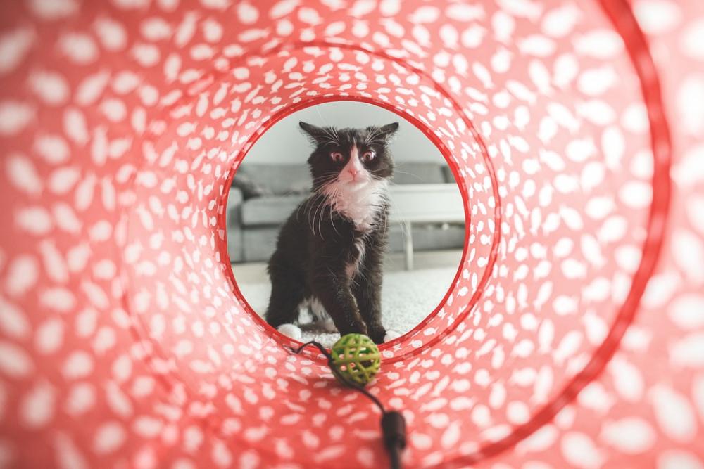 Cat Play Toy Cute Domestic Animal Pet Furry Cat Play Toy Cute Domestic Animal Pet Furry