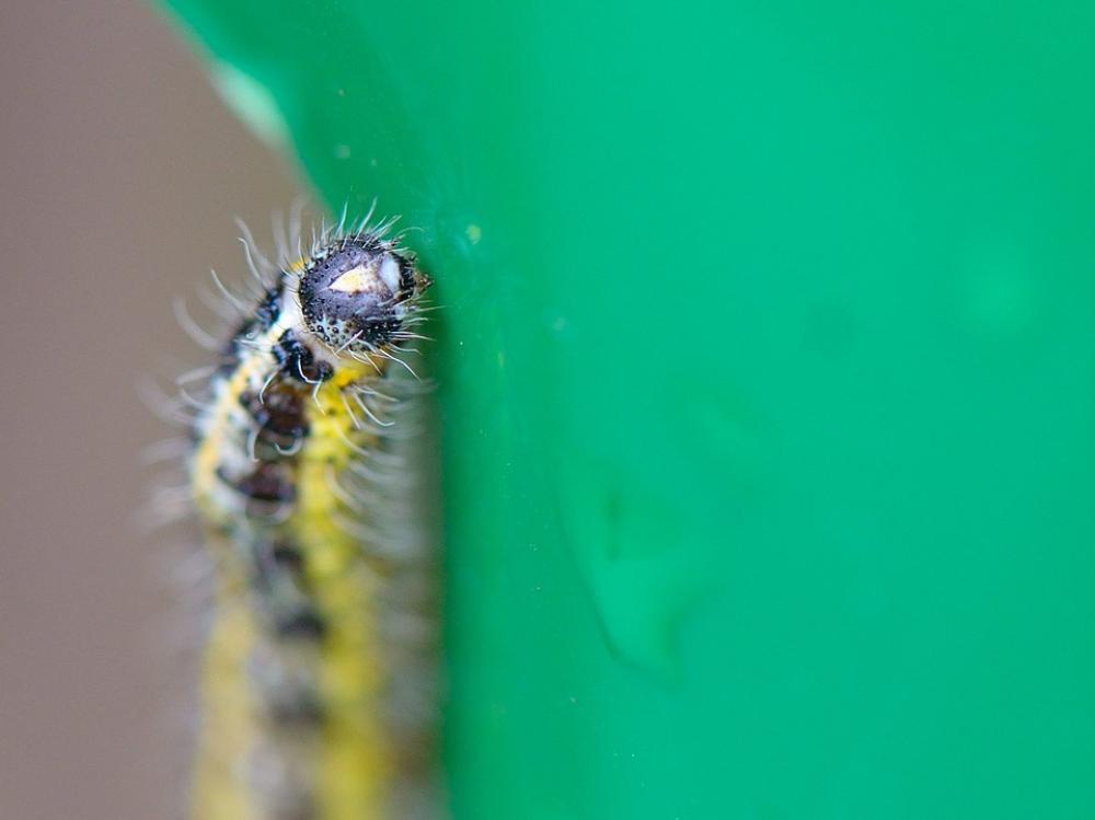 Caterpillar Leaf Nature Macro Caterpillar Leaf Nature Macro