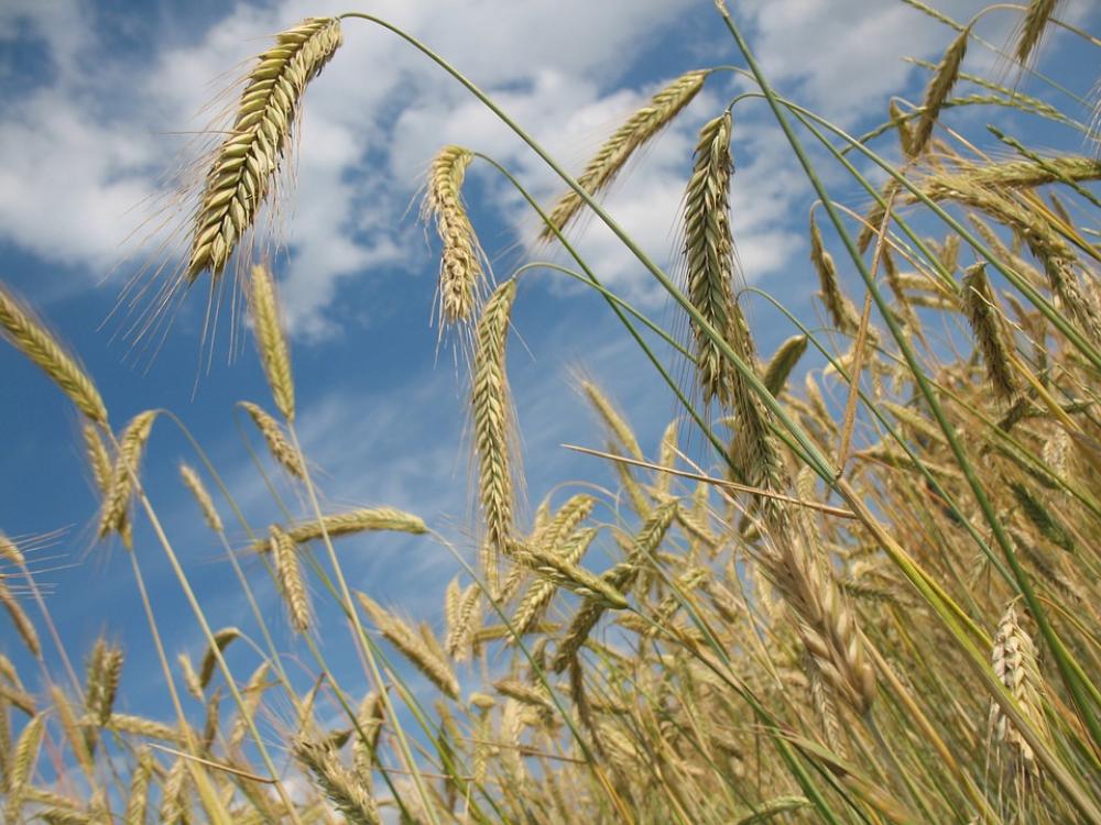 Cereals Wheat Agriculture Wheat Field Grain Cereals Wheat Agriculture Wheat Field Grain