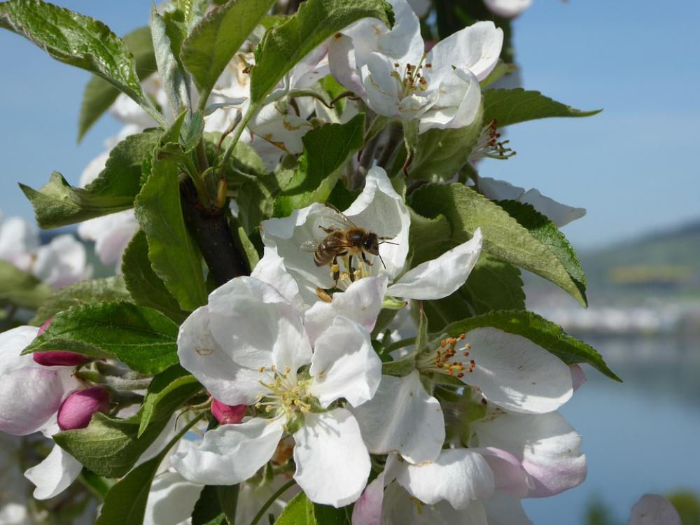 Cherry Blossom Bloom Bee Spring Insect Bud Cherry Blossom Bloom Bee Spring Insect Bud