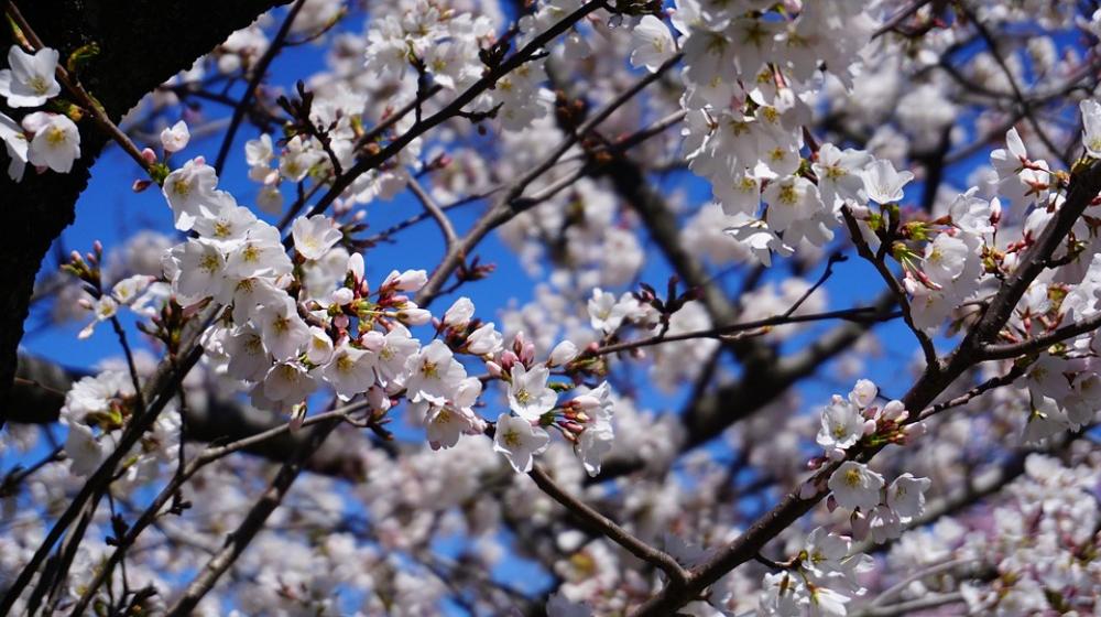 Cherry Blossom Tree Blossom Spring Pink Bloom Cherry Blossom Tree Blossom Spring Pink Bloom