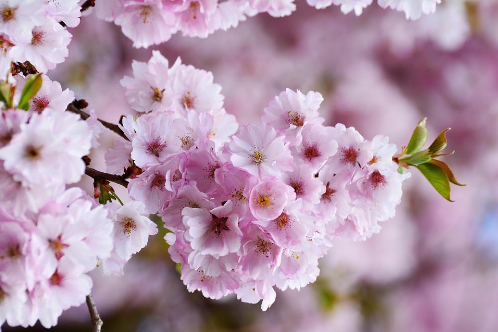 Cherry Blossoms Japanese Cherry Trees Tree Blossoms Cherry Blossoms Japanese Cherry Trees Tree Blossoms