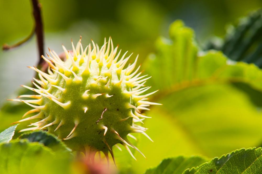 Chestnut Leaf Chestnut Fruit Chestnut Tree Green Chestnut Leaf Chestnut Fruit Chestnut Tree Green