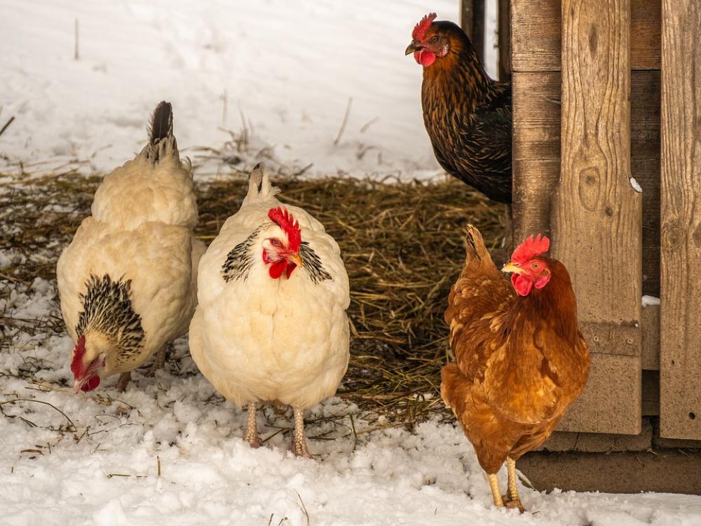 Chickens Poultry Livestock Free Range Bird Chickens Poultry Livestock Free Range Bird