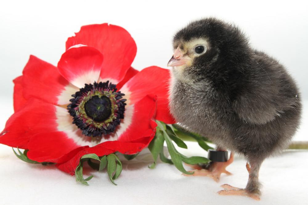 Chicks Chickens Chicks Spring Easter Blossom Bloom Chicks Chickens Chicks Spring Easter Blossom Bloom