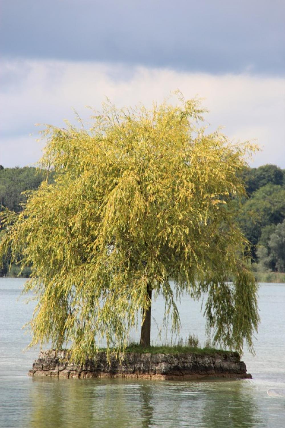 Chiemsee Ladies Island Lake Tree Bavaria Lonely Chiemsee Ladies Island Lake Tree Bavaria Lonely