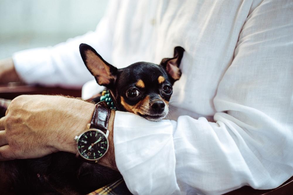 Chihuahua Dog Tiny Canine Loved Cute Animal Pet Chihuahua Dog Tiny Canine Loved Cute Animal Pet