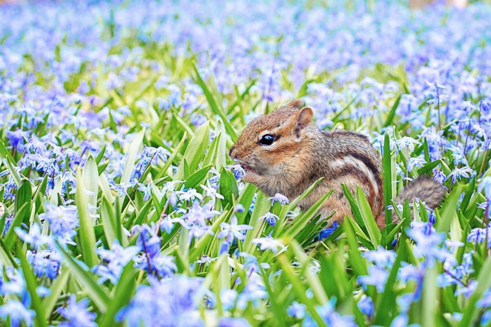 Chipmunk Spring Field Meadow Flowers Animal Chipmunk Spring Field Meadow Flowers Animal