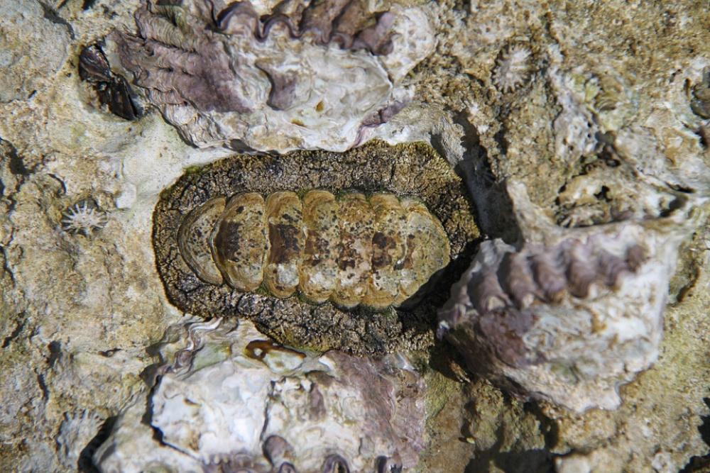 Chiton Mollusk Sea Marine Ocean Nature Animal Chiton Mollusk Sea Marine Ocean Nature Animal