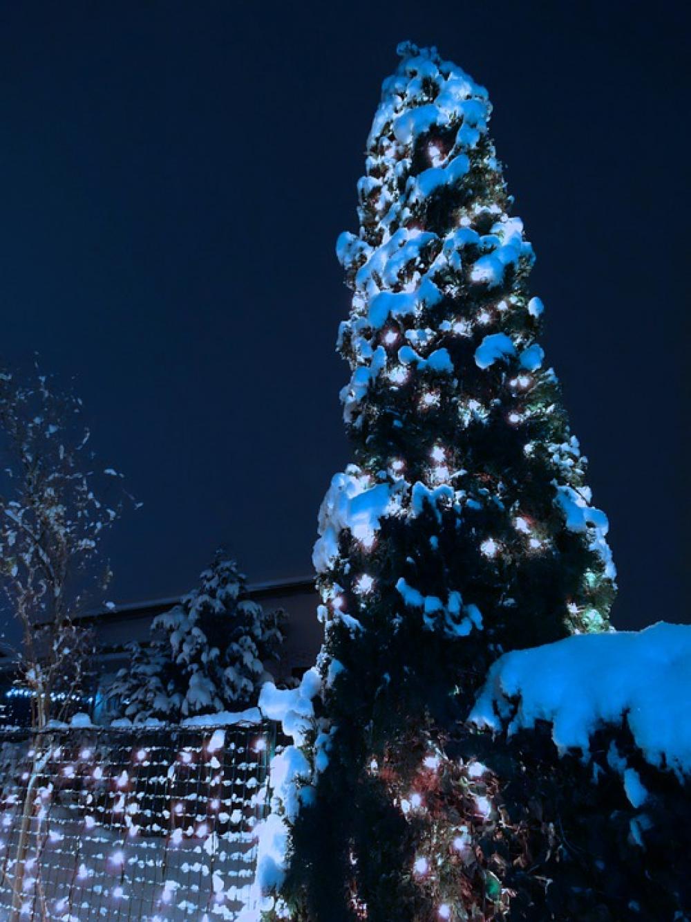Christmas Christmas Lights Snow Christmas Christmas Lights Snow