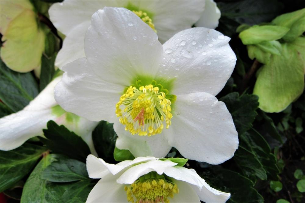 Christmas Rose Drops Bloom Winter Vegetable Garden Christmas Rose Drops Bloom Winter Vegetable Garden