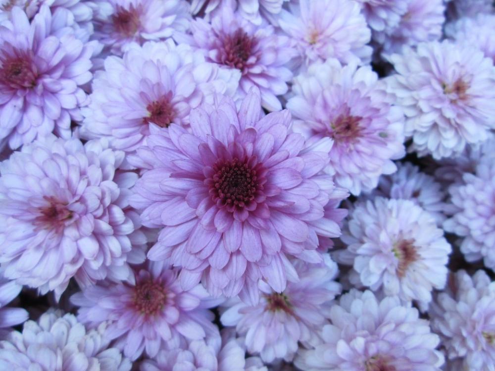 Chrysanthemum Garden Flower Cluster Purple White Chrysanthemum Garden Flower Cluster Purple White