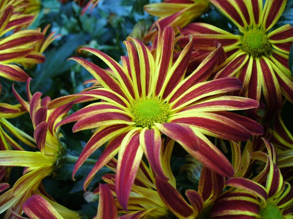 Chrysanthemum Flower Blooms Morifolium Blossoms Chrysanthemum Flower Blooms Morifolium Blossoms