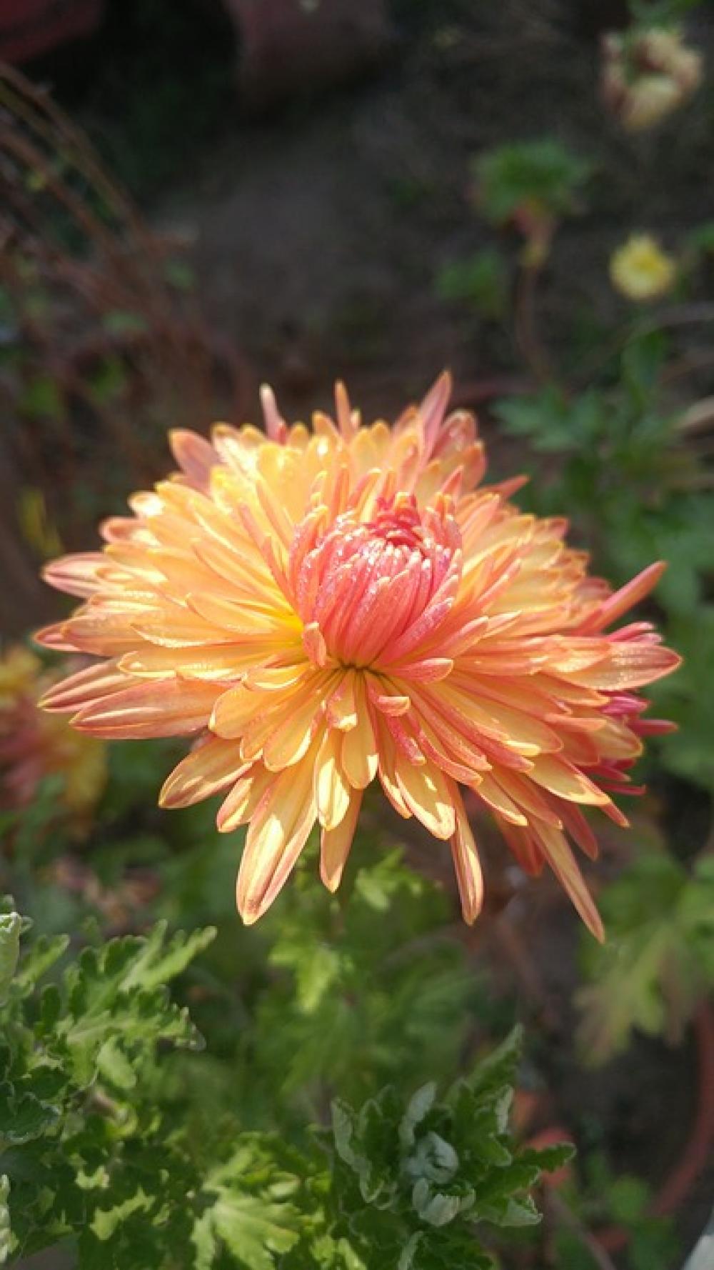 Chrysanthemum Flower Dew Nature Yellow Chrysanthemum Flower Dew Nature Yellow