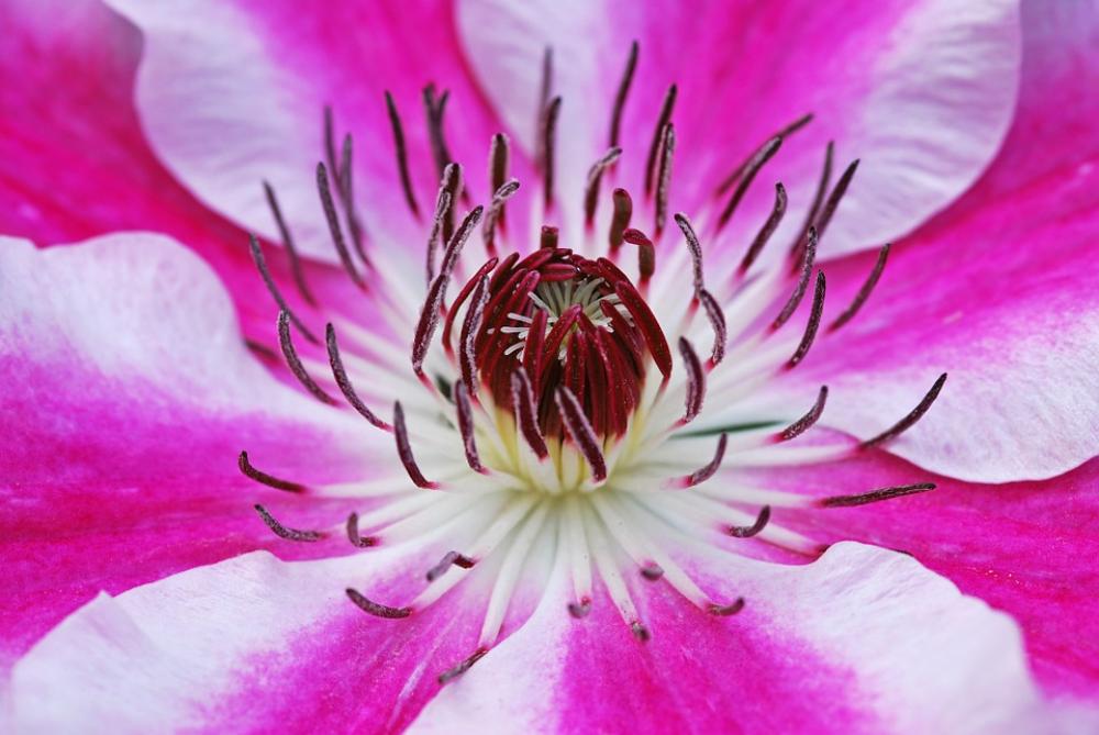 Clematis Flowers Blossom Bloom Plant Pink White Clematis Flowers Blossom Bloom Plant Pink White