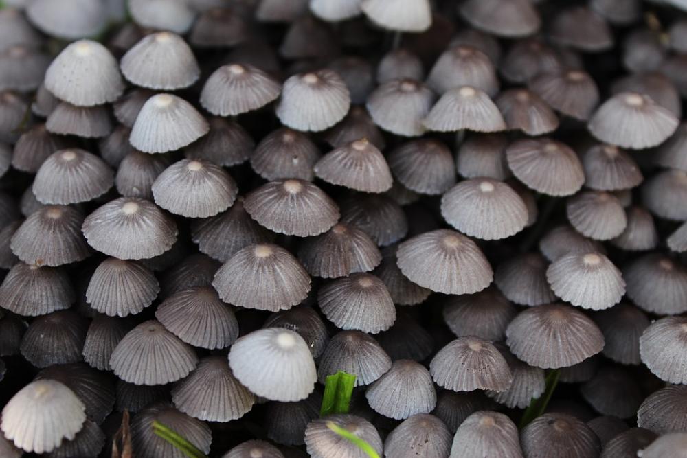 Closeup Fungi Fungus Macro Mushrooms Natural Closeup Fungi Fungus Macro Mushrooms Natural