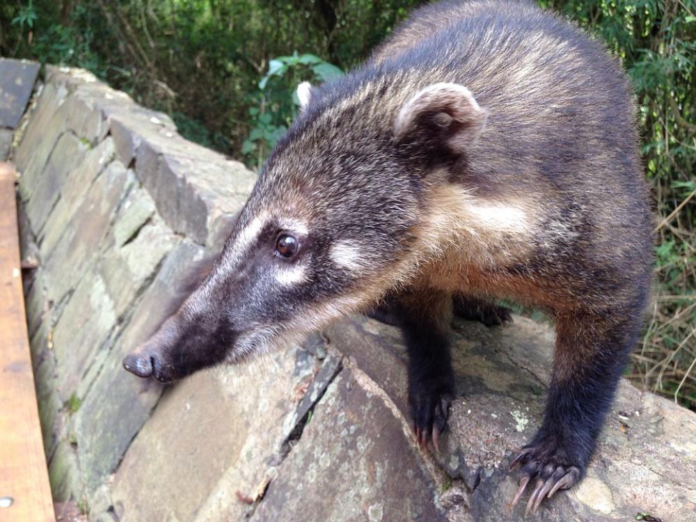 Coati Bear Predator Creature Zoo Tropics Animal Coati Bear Predator Creature Zoo Tropics Animal