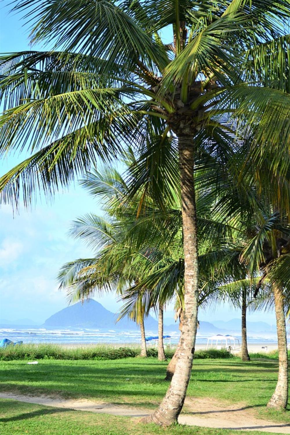 Coconut Tree Beach Sand Palm Tree Green Mar Water Coconut Tree Beach Sand Palm Tree Green Mar Water