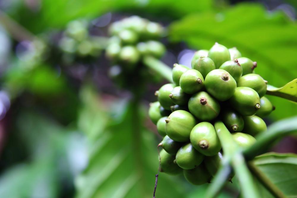 Coffee Beans Coffee Caffeine Beans Drink Espresso Coffee Beans Coffee Caffeine Beans Drink Espresso
