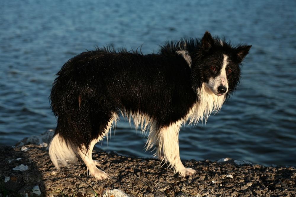 Collie Dog Pet Portrait Animal Border Cute Fur Collie Dog Pet Portrait Animal Border Cute Fur
