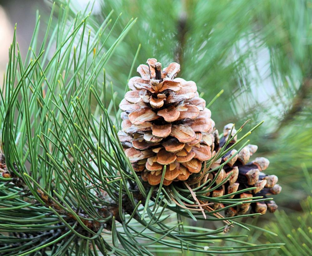 Cone Tree Pine Evergreen Winter Cone Tree Pine Evergreen Winter