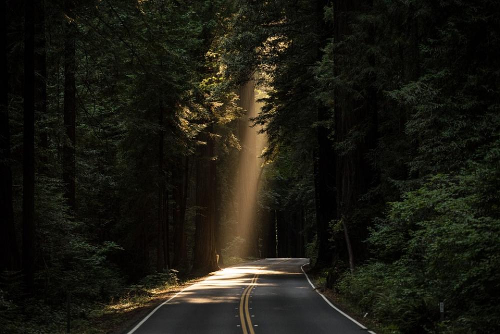 Conifer Daylight Evergreen Forest Highway Conifer Daylight Evergreen Forest Highway