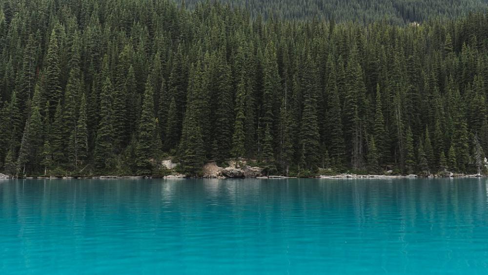 Conifer Evergreen Forest Green Idyllic Lake Conifer Evergreen Forest Green Idyllic Lake