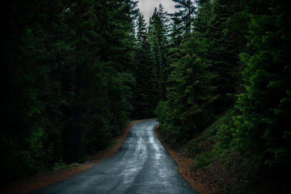 Conifer Evergreen Forest Landscape Outdoors Road Conifer Evergreen Forest Landscape Outdoors Road