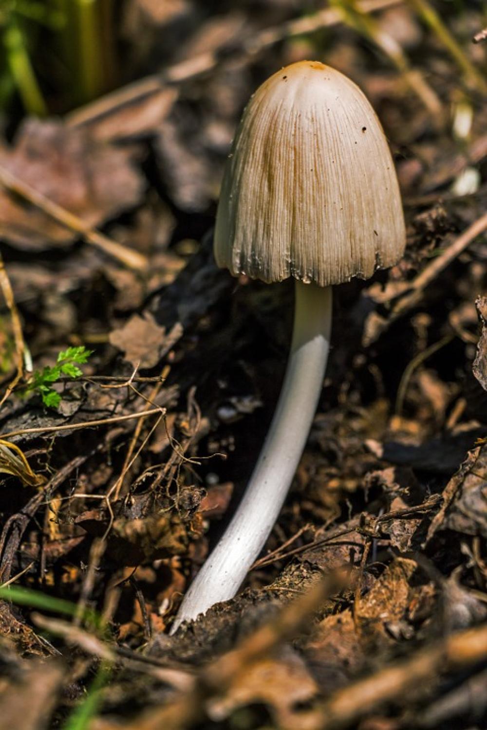 Coprinus Mushroom Fungus Autumn Plant Coprinus Mushroom Fungus Autumn Plant