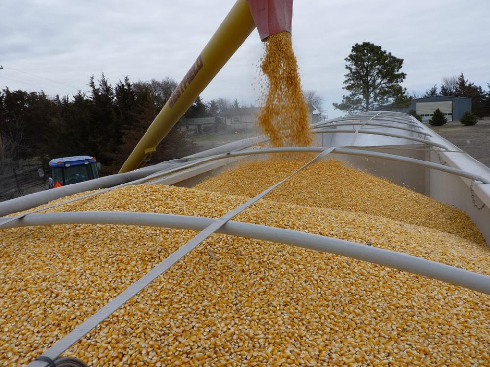 Corn Agriculture Loading Truck Vehicle Corn Agriculture Loading Truck Vehicle