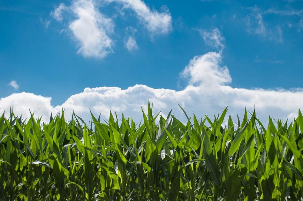 Corn Field Blue Sky Countryside Summer Rural Farm Corn Field Blue Sky Countryside Summer Rural Farm
