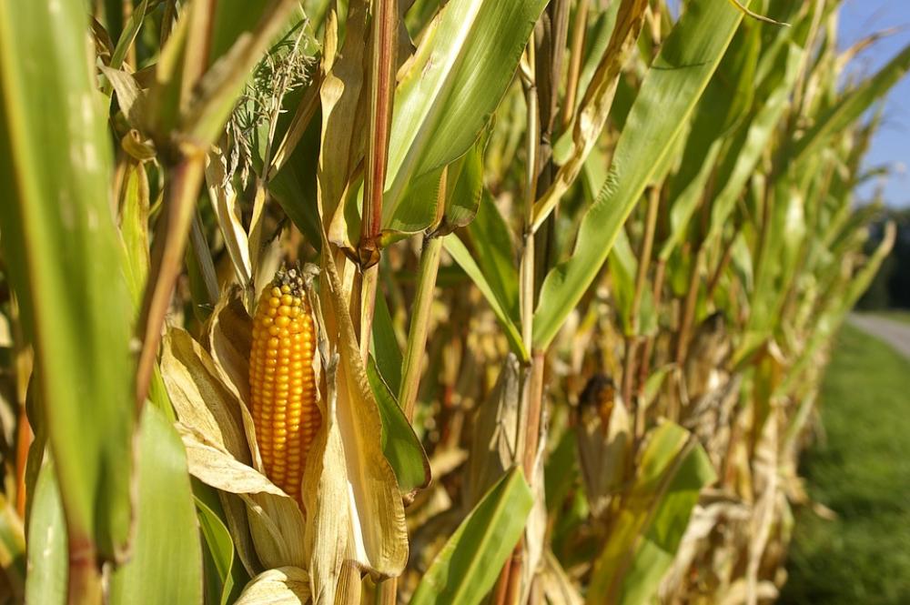 Cornfield Corn Piston Nature Summer Cereals Green Cornfield Corn Piston Nature Summer Cereals Green