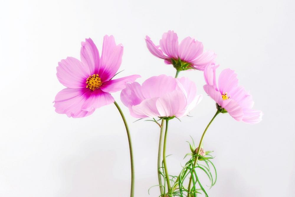 Cosmea Flower Blossom Bloom Plant Close Up Nature Cosmea Flower Blossom Bloom Plant Close Up Nature