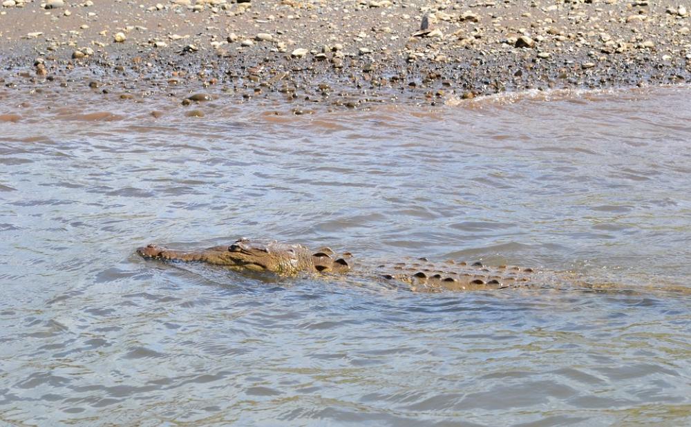 Costa Rica Croc Crocodile Swamp Dangerous Nature Costa Rica Croc Crocodile Swamp Dangerous Nature