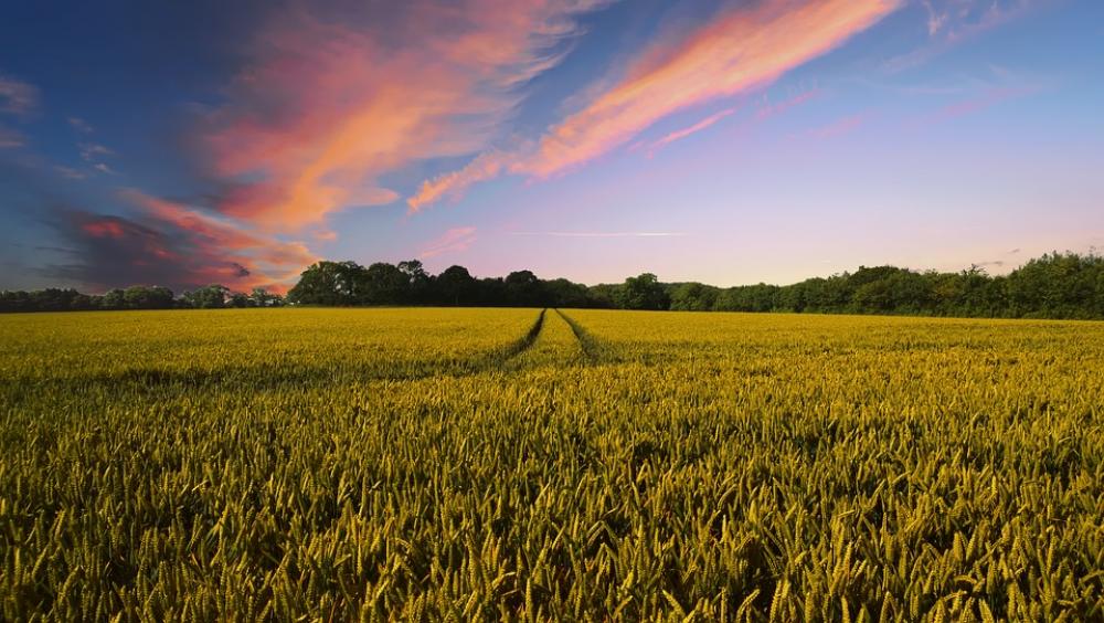 Countryside Harvest Agriculture Farm Nature Field Countryside Harvest Agriculture Farm Nature Field