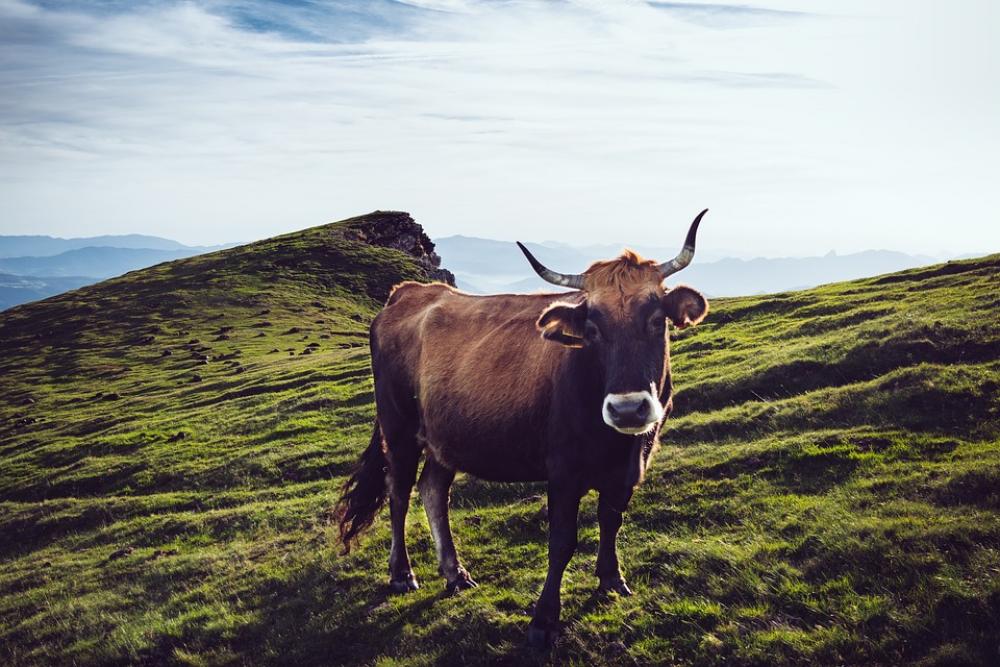 Cow Agricultural Livestock Bovine Rural Nature Cow Agricultural Livestock Bovine Rural Nature