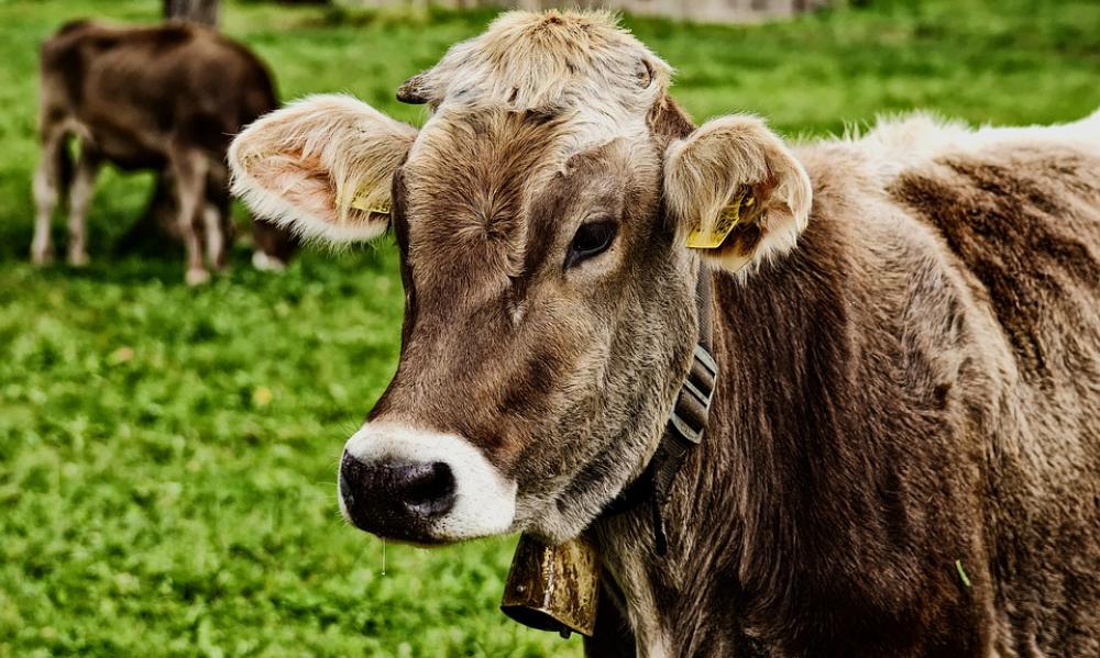 Cow Allgäu Beef Pasture Animal Meadow Nature Cow Allgäu Beef Pasture Animal Meadow Nature
