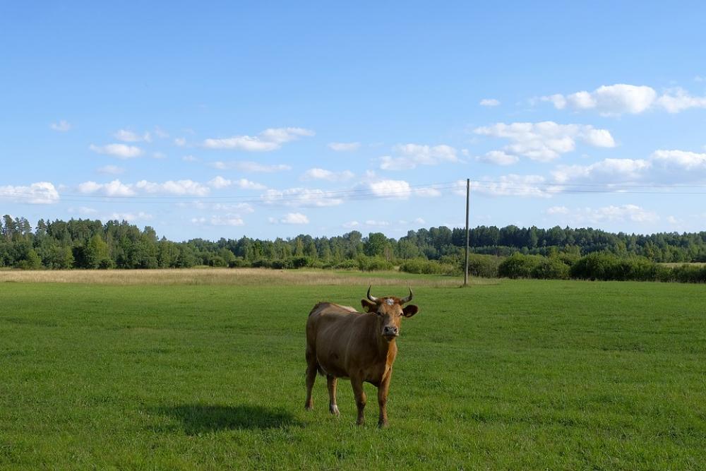 Cow Landscape Grass Nature Outdoor Sky Cow Landscape Grass Nature Outdoor Sky