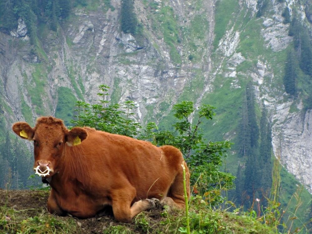 Cow Calf Economy Switzerland Cattle Beef Cows Cow Calf Economy Switzerland Cattle Beef Cows