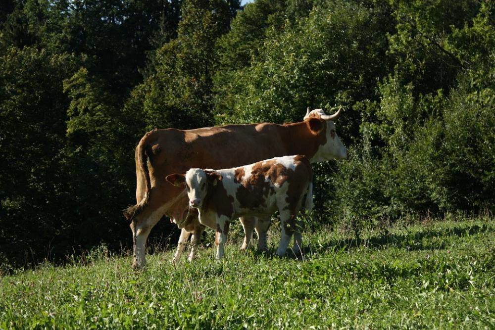 Cow Animal Farm Cattle Nature Milk Farming Cow Animal Farm Cattle Nature Milk Farming