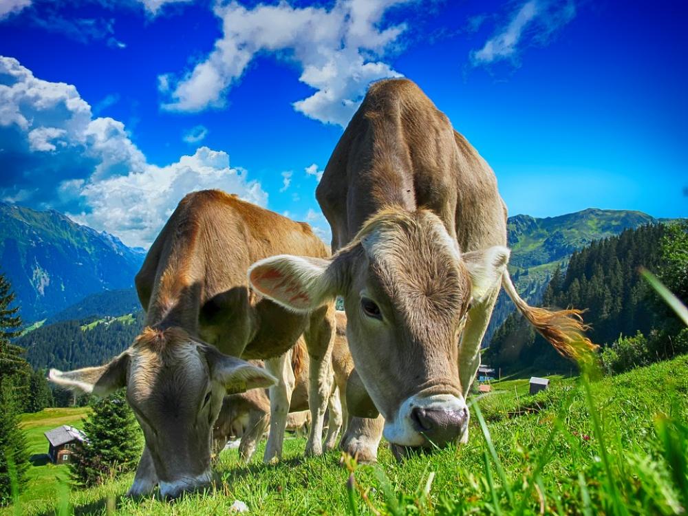 Cows Cattle Farm Rural Agriculture Livestock Cows Cattle Farm Rural Agriculture Livestock