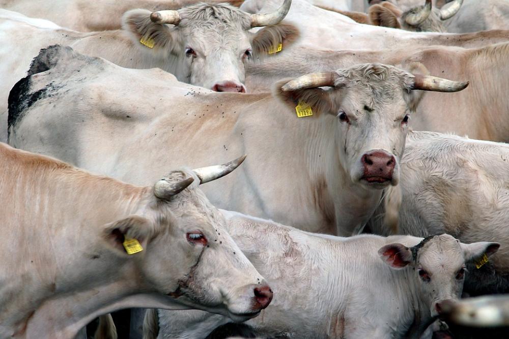 Cows Kennel Animals Cattle Horns Cows Kennel Animals Cattle Horns
